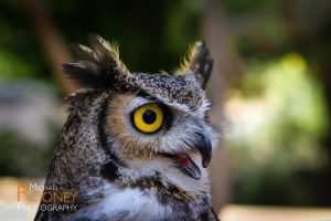 new mexico owl