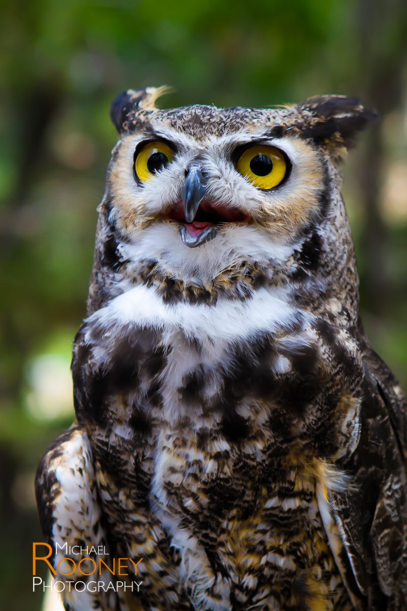 new mexico owl