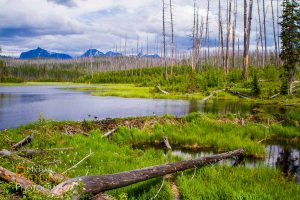 beaver dam glacier national park montana