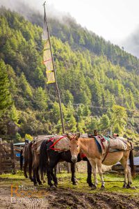 horse bhutan shana supplies trail pray flag