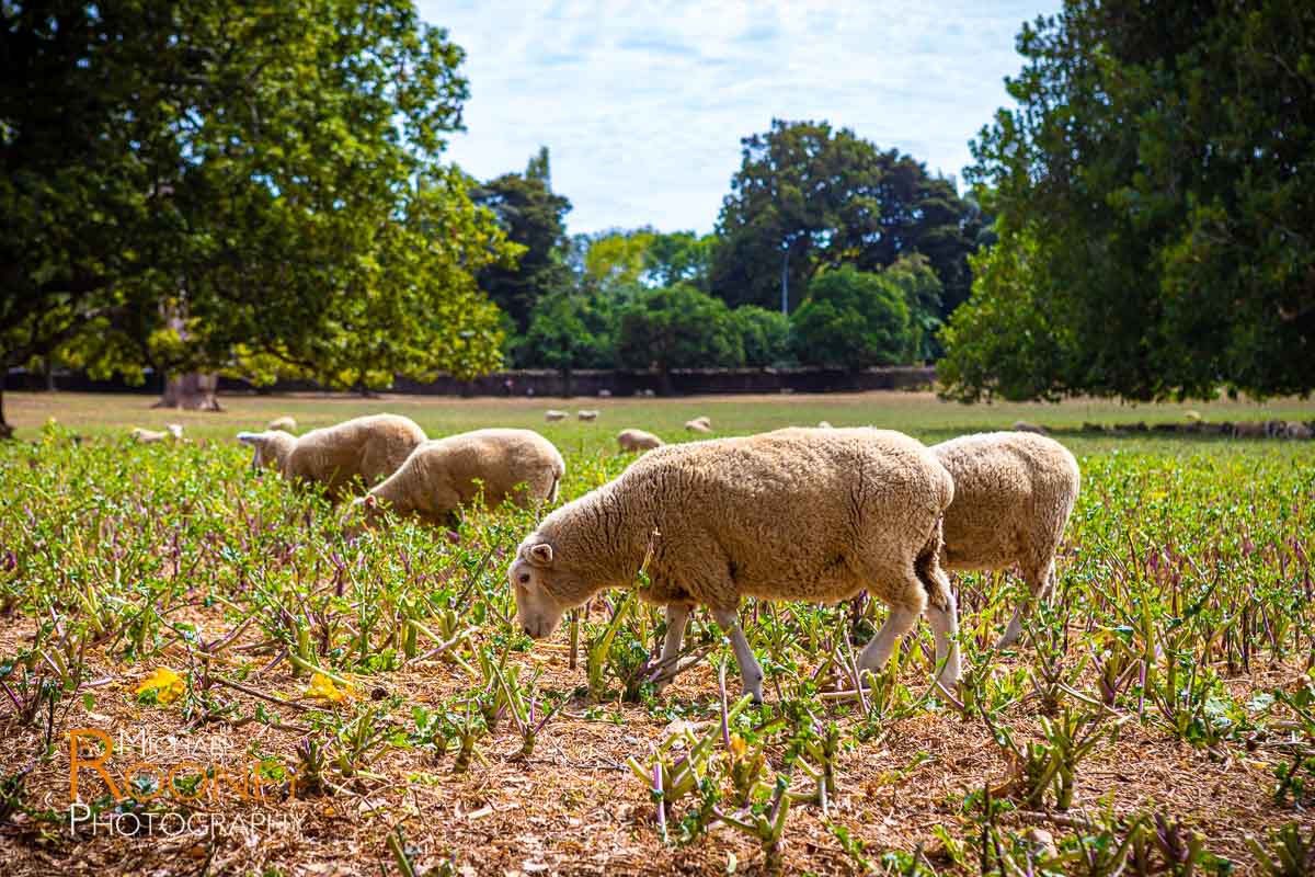 sheep grazing cornwall park auckland new zealand