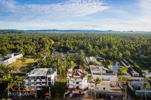 palm trees forest sunny weligama sri lanka
